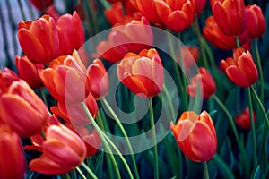 Red tulips flower in large numbers on the meadow. bed of flowers. big flowers. green leaves. macro photo. background