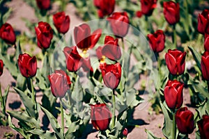 Red tulips flower in large numbers on the meadow. bed of flowers. big flowers. green leaves. macro photo. beautiful bokeh. fresh