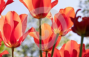 Red Tulips. Flower. Nature. Garden. Flora