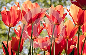 Red. Tulips. Flower. Nature. Garden. Flora