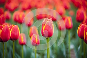 Red tulips flower in spring