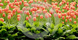 Red tulips flowerbed