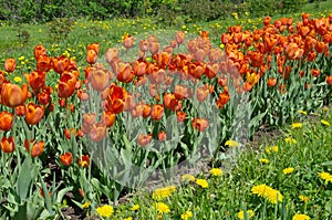 Red tulips on the flowerbed