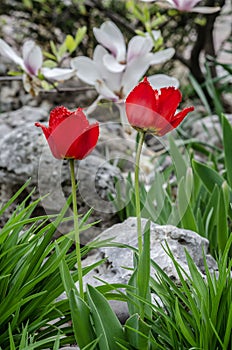 red tulips in a flowerbed among decorative stones