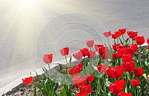 Red tulips on the flowerbed near the road