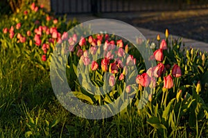 Red tulips in a flowerbed in a park in the rays of the setting sun.