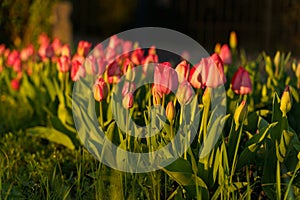 Red tulips in a flowerbed in a park in the rays of the setting sun.