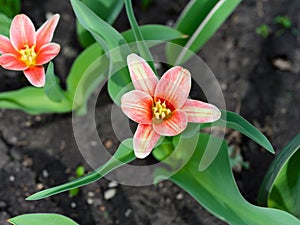 Red tulips flowering in the garden