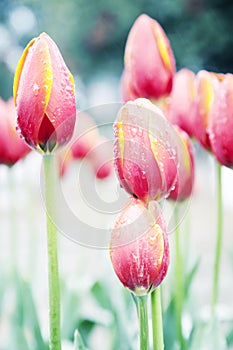 Red tulips flowers