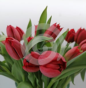 Red tulips flowers in bloom