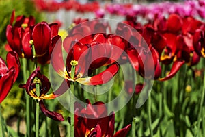 Red tulips flowers close up blooming in a park, flower bed outdoor. World Tulip Day. Tulips field, nature, spring