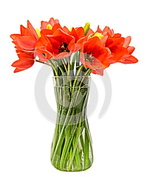 Red tulips flowers, floral arrangement (bouquet), in a transparent vase, white background