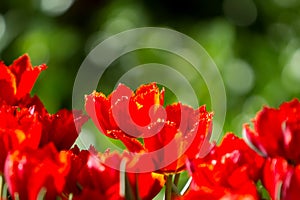 Red tulips flowers in garden