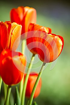 Red tulips flowers in garden