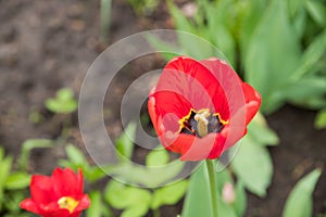 Red tulips flowers with green leaves blooming in a meadow, park, flowerbed outdoor. World Tulip Day. Tulips field