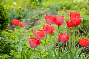 Red tulips flowers with green leaves blooming in a meadow, park, flowerbed outdoor. World Tulip Day. Tulips field