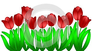 Red Tulips Flowers Isolated White Background