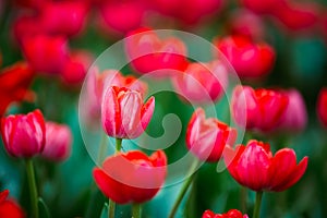 Red Tulips Flowers In Spring Garden Flower Bed