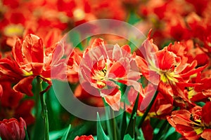 Red Tulips Flowers In Spring Garden Flower Bed