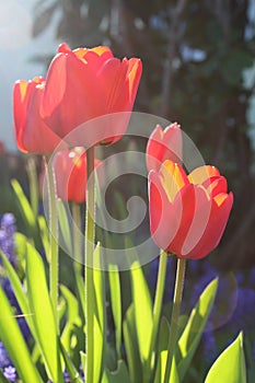 Red tulips flowers in spring light