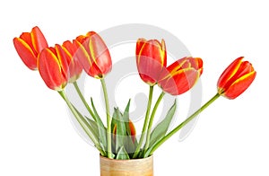 Red tulips flowers with yellow stripes, colored flowerpot, vase, green leaves, close up, isolated on white background.