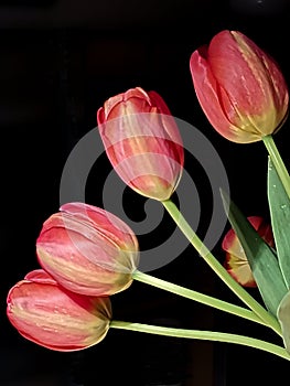 Red tulips in front of a black background with multiple exposure