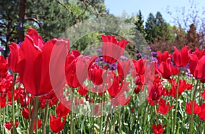 Red Tulips in Full Bloom in the Sunshine