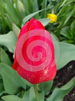 Red tulips in the garden