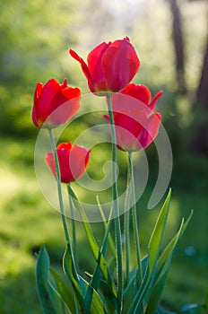 Red tulips in the garden, backlight