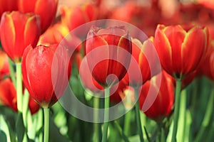 Red Tulips in the garden in day time