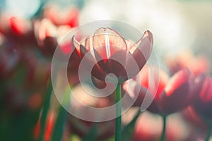 Red Tulips in the garden in day time