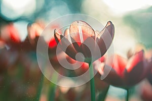 Red Tulips in the garden in day time