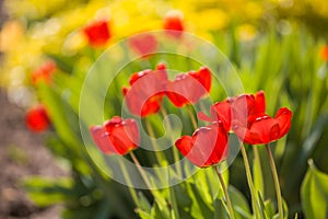 Red tulips in garden with more