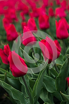 Red tulips in the garden. Spring red flowers. Nature floral background. Flower season. Tulip field.