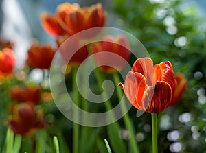 Red tulips in garden on a sunny day