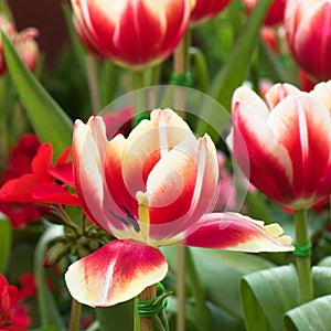 Red Tulips