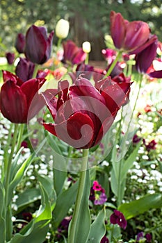 Red tulips in German garden Hermannshof