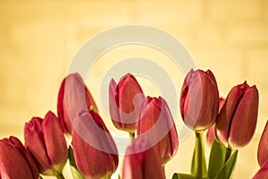 Red tulips on a gold background