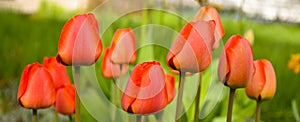 Red Tulips On Green Background Banner Width