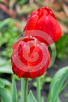 Red tulips on green background, leaves, water drops