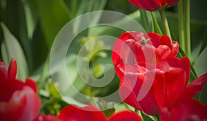 Red tulips on a green background, nature plants