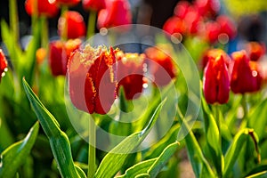 Red tulips on green blurred background