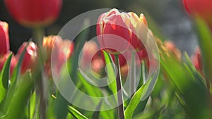 Red tulips in green foliage