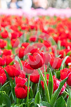 Red tulips and green leaves in the garden with freshness