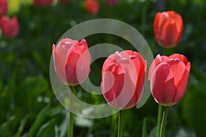 Red tulips on green leaves. Spring flowers in a flowerbed in a city park. Nature background