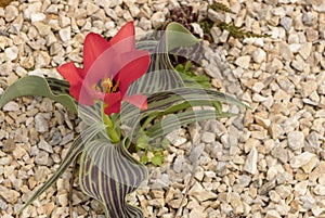 Red tulips grow on a flower bed next to a green meadow