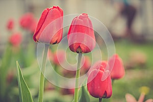 red tulips grow in a garden/red tulips grow in a garden, selective focus