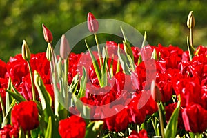 Red tulips growing