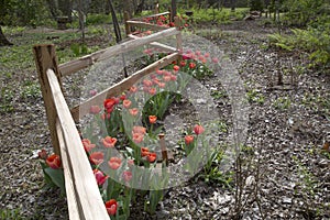 Red tulips growing around curve wooden fence