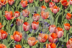 Red tulips growing in flower bed